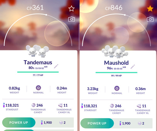 Tandemaus maushold famiglia - tandemaus,